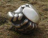 Cancer silver charm bead